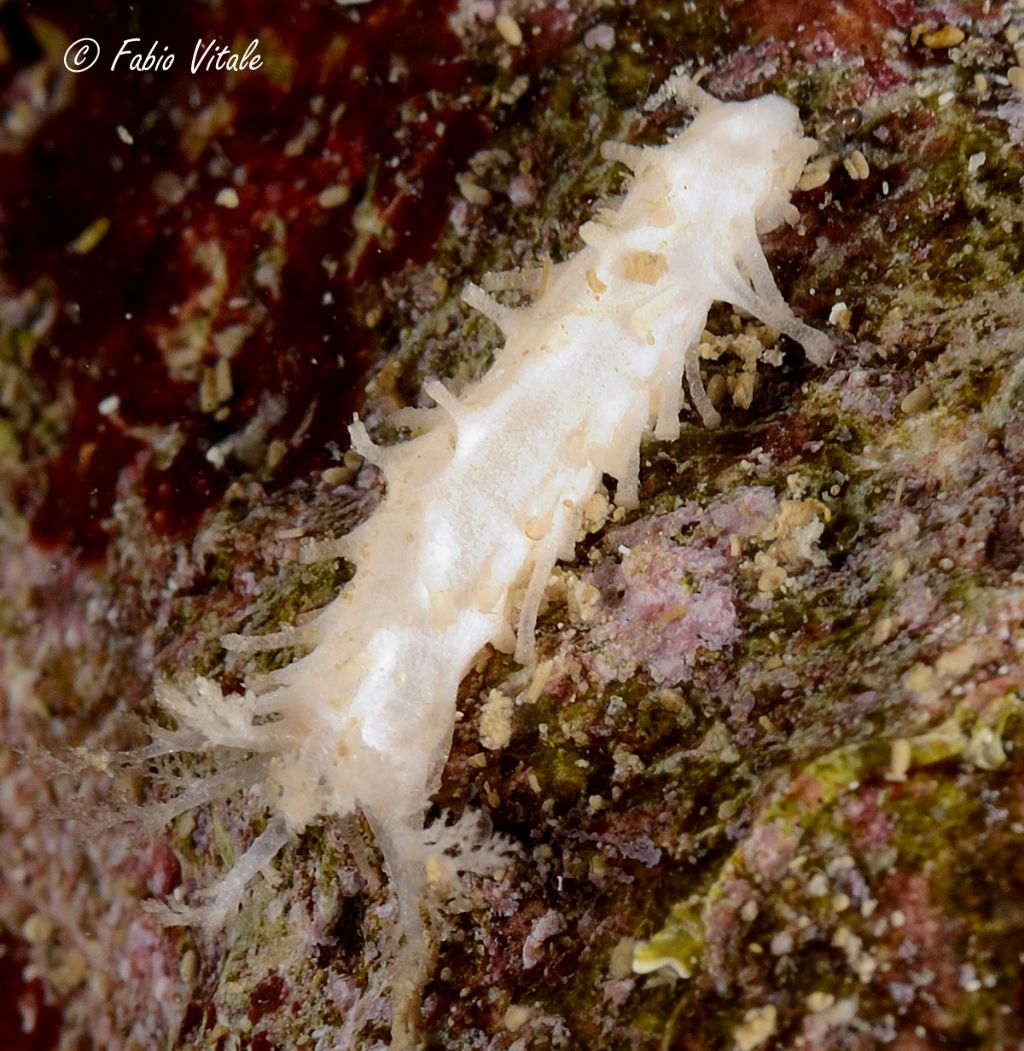 Holothuroidea da identificare (juvenile Ocnus planci?)